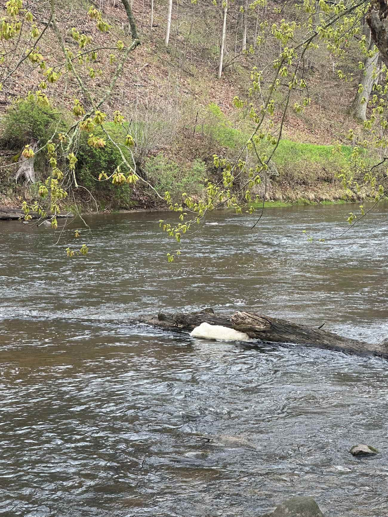 Foam collects on log in Rogue River