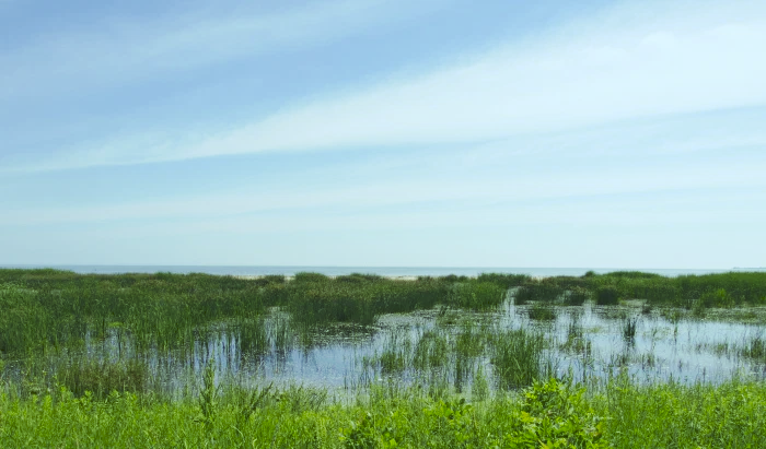 Tobico marsh wetland.