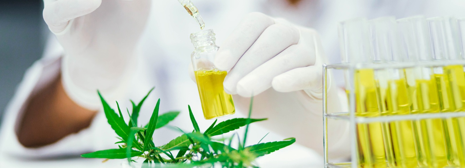 Cannabis extract in a lab