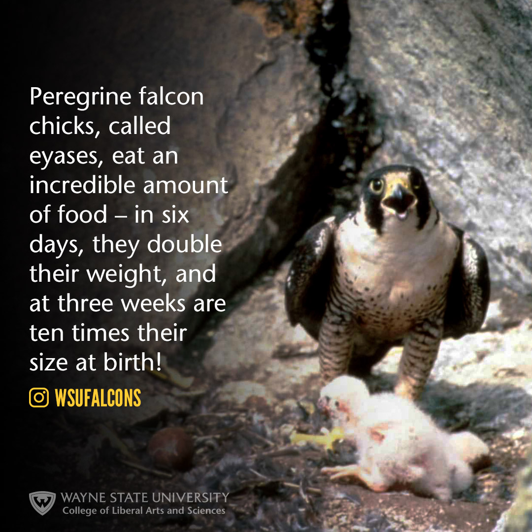 Peregrine falcon chicks, called eyases, eat an incredible amount of food - in six days, they double their weight, and at three weeks are ten times their size at birth