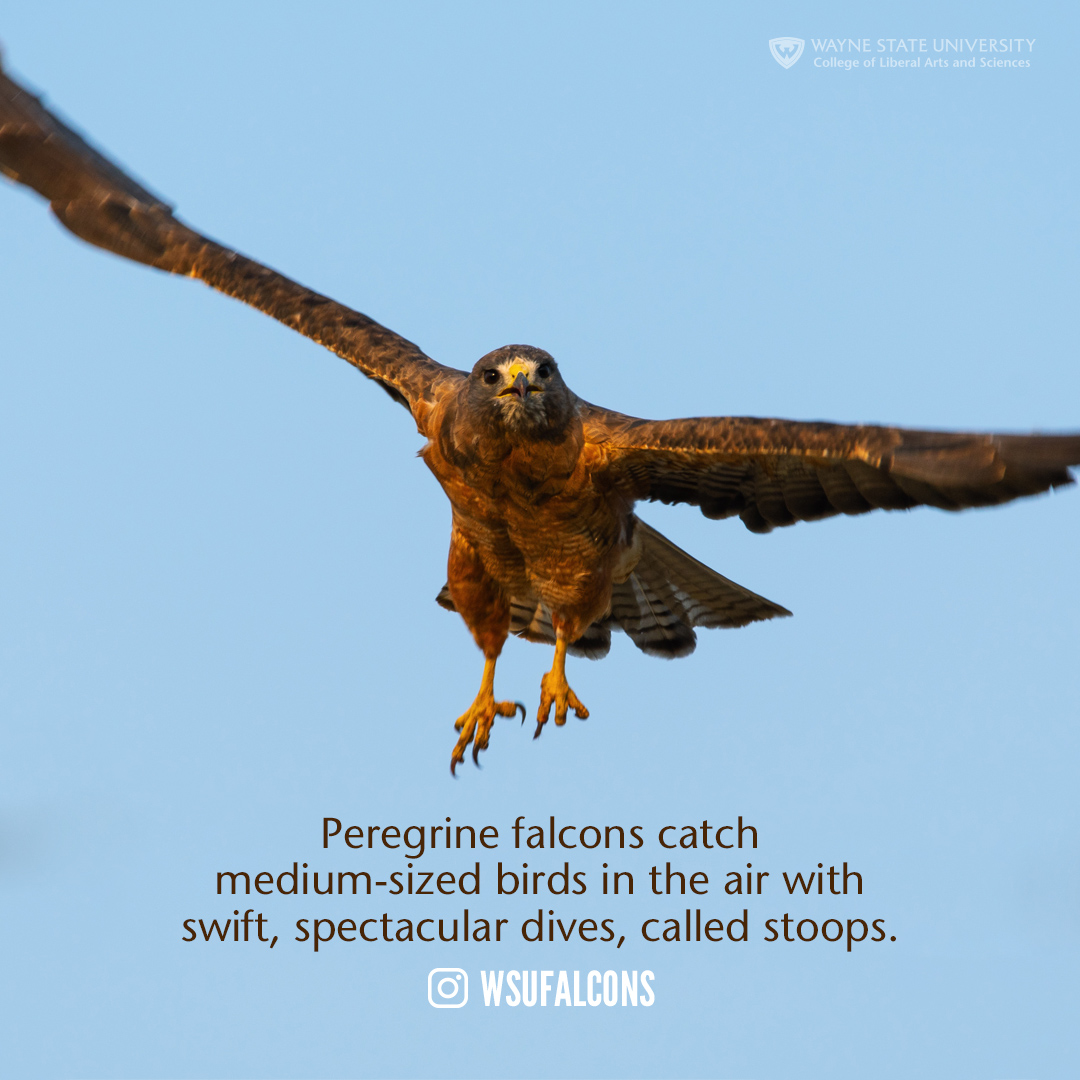 Peregrine Falcons catch medium-sized birds in the air with swift, spectacular dives, called stoops