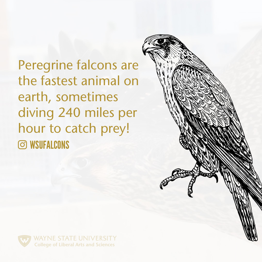 Peregrine falcons are the fastest animal on earth, sometimes diving 240 miles per hour to catch prey