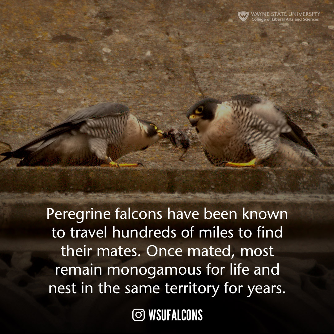 Peregrine falcons have been known to travel hundreds of miles to find their mates. Once mated, most remain monogamous for life and nest in the same territory for years